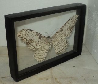 Thysania agrippina.  Real wood.  Frame in two glass.  3D EFFECT 4