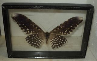 Thysania agrippina.  Real wood.  Frame in two glass.  3D EFFECT 5