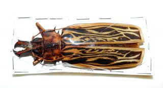 Macrodontia Cervicornis.  Female.  110 Mm.  Colombia.  Good Big Size.