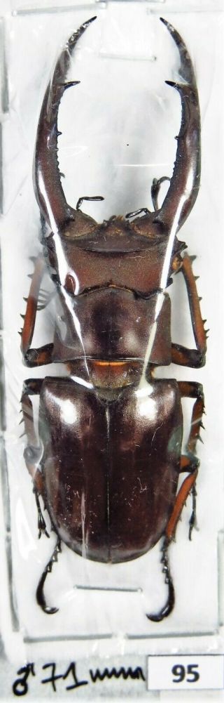 Unmounted Stag Beetle Lucanidae Lucanus Angusticornis 71 Mm Laos