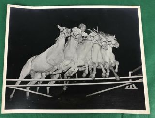 Vintage Equestrian Photo,  Woman Riding 5 White Horses Jumping Obstacle