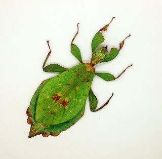 Phylliidae - Leaf Insect - Phyllium Hausleithneri (f) - Malaysia - Rare (phs01)