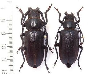 Cerambycidae Prioninae Dorysthenes Indicus,  Pair.  E Nepal.  Very Rare