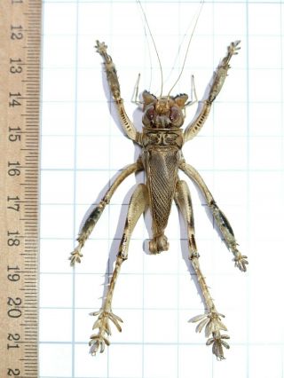 Schizodactylus Monstrosus Giant Predatory Cricket 48mm Pakistan Orthoptera Rare