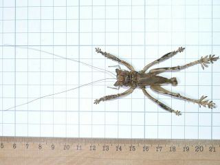 Schizodactylus Monstrosus Giant Predatory Cricket 48mm Pakistan Orthoptera Rare 2