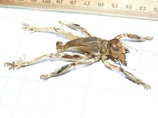 Schizodactylus Monstrosus Giant Predatory Cricket 48mm Pakistan Orthoptera Rare 3