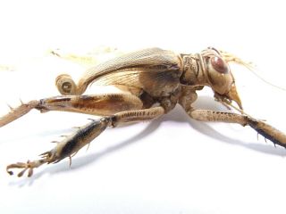 Schizodactylus Monstrosus Giant Predatory Cricket 48mm Pakistan Orthoptera Rare 4