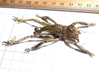Schizodactylus Monstrosus Giant Predatory Cricket 48mm Pakistan Orthoptera Rare 5