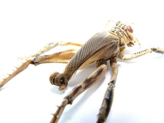 Schizodactylus Monstrosus Giant Predatory Cricket 48mm Pakistan Orthoptera Rare 6