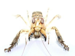 Schizodactylus Monstrosus Giant Predatory Cricket 48mm Pakistan Orthoptera Rare 7
