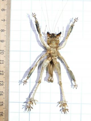 Schizodactylus Monstrosus Giant Predatory Cricket 48mm Pakistan Orthoptera Rare 8