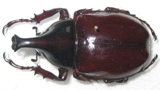 Dynastidae Xylotrupes Gideon Borneensis Male A1 55mm (borneo,  Indonesia)