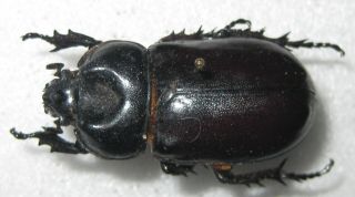 Dynastidae Rhizoplatys Auriculatus Male A1 (rsa) Rare
