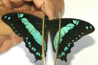 Papilionidae Papilio Upifa 2 Very Rare From Mbizi Forest,  Upifa,  Tanzania