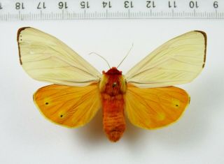 Insect,  Butterfly,  Butterflies: Arctia Caja F.  Fantasma Female A - 3