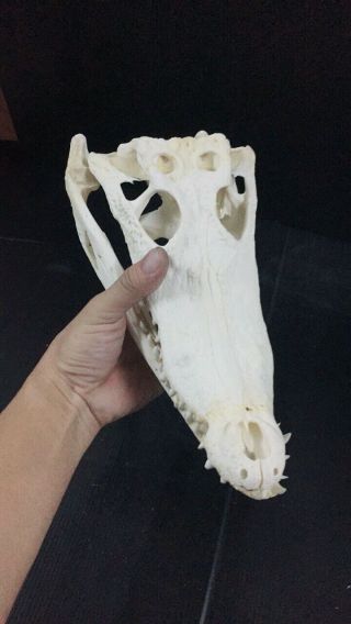 Real Freshwater Crocodile Siam Skull Taxidermy 11 " - 12” (htf) H4