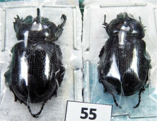 Unmounted Beetle Dynastidae Eophileurus Sp.  Pair Laos