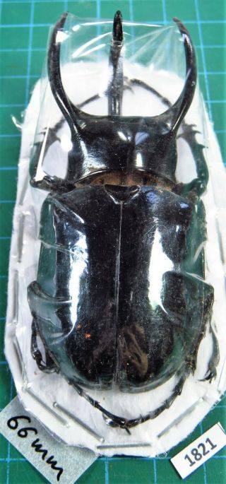 Unmounted Beetle Dynastidae Chalcosoma Chiron Ssp.  Laos