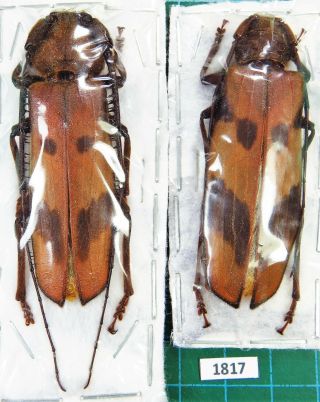 Unmounted Beetle Cerambycidae Oplatocera Callidiosa Pair Laos