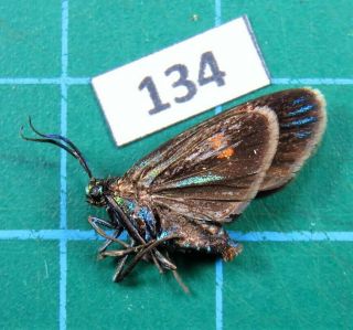 Unmounted Day Flying Moth Unidentified Chalcosiinae Species Female Laos