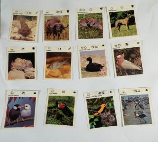 661 Vintage Animal Information Cards - Dated 1975,  1977,  1979,  1980
