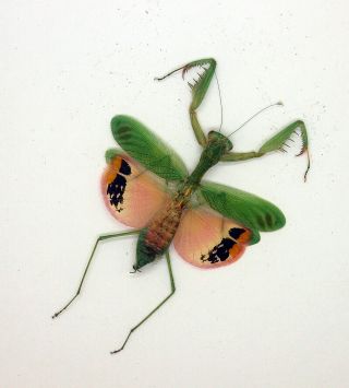 Mantidae - Caliris Elegans (f) - Cameron Highlands,  Malaysia (ce44) - Rare