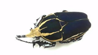 Beetle Coleoptera Cetoniidae,  Mecynorhina Torquata Ugandensis (m 70mm, )