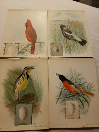 The American Singer Series Bird Trading Cards Copyright 1898,  1899 &1900 Set Of 4