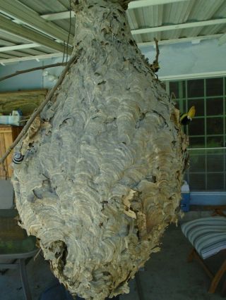 Real Paper Wasp Hornet Nest Display Taxidermy Hive Science Cabin Decor Man Cave