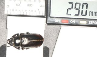 Lucanidae Lucanus Pseudolucanus Gracilis F 29mm S.  Tibet