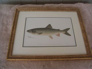 Antique Sherman Denton " Lake Trout " 1902 Fish Print