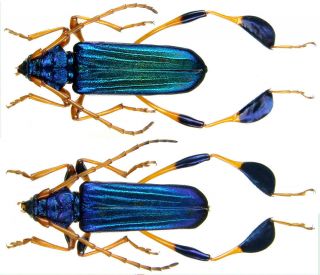 Insect - Cerambycidae Phyllocnema Gueinzii - Tanzania - Pair 25mm,  / -.