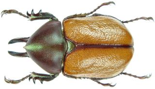 Insect - Agacephala Cornigera - Brazil - Big Male 31 32mm.