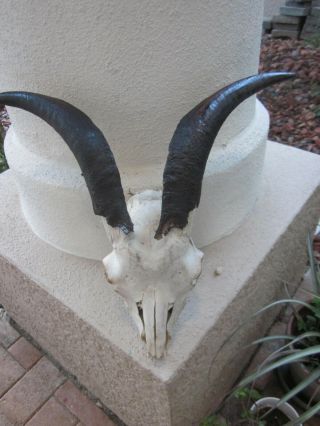 Real Goat Skull Wool Animal Teeth B Santeria Bones