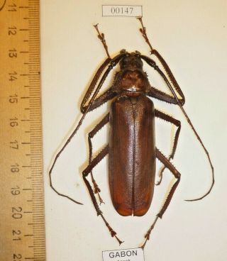 Coleoptera Cerambycidae Cerambycinae Beetle Entomology Real Insect