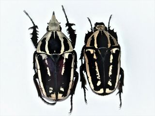 Mecynorrhina Ugandensis 62mm Male Blackwhiteviolet,  Female 52mm Blackwhite