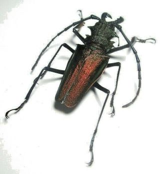Cerambycidae Prioninae Psalidognathus Superbus 57,  5mm Male 48 From PerÚ