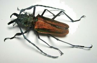 Cerambycidae Prioninae Psalidognathus Superbus 51mm Male 46 From PerÚ