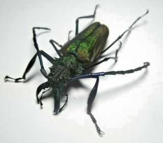 Cerambycidae Prioninae Psalidognathus Superbus 43mm Male 33 From PerÚ