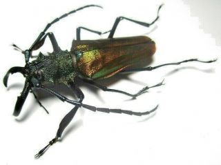 Cerambycidae Prioninae Psalidognathus Superbus 57mm Male 30 From PerÚ