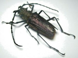 Cerambycidae Prioninae Psalidognathus Superbus 62mm Male 23 From PerÚ