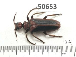 K50653 Rare Specie? Beetles Insect Meloidae Cerambycidae Vietnam Central