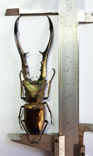 Extra Large Size Lucanidae: Cyclommatus Metallifer 90,  Mm,  Peleng,  Indonesia.