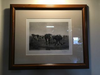 Framed Antique Photogravure Of Pastural Cattle Scene,  William H.  Howe