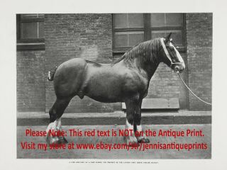 Horse Draft Horse,  London Cart Horse Parade,  Large 1890s Antique Print & Article