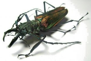 Cerambycidae Prioninae Psalidognathus Superbus 65mm Male 14 From PerÚ