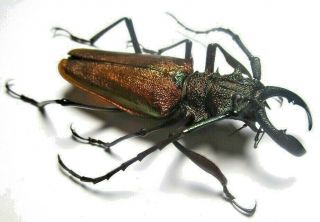 Cerambycidae Prioninae Psalidognathus Superbus 64mm Male 13 From PerÚ