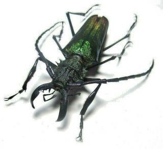 Cerambycidae Prioninae Psalidognathus Superbus 59mm Male 12 From PerÚ