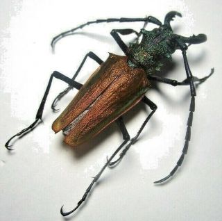 Cerambycidae Prioninae Psalidognathus Superbus 61mm Male 6 From PerÚ