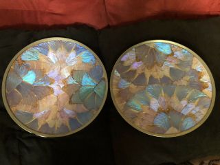 Vintage Iridescent Blue Morpho Butterfly Wing Plates Dishes 6 - 1/2 Inches Brazil